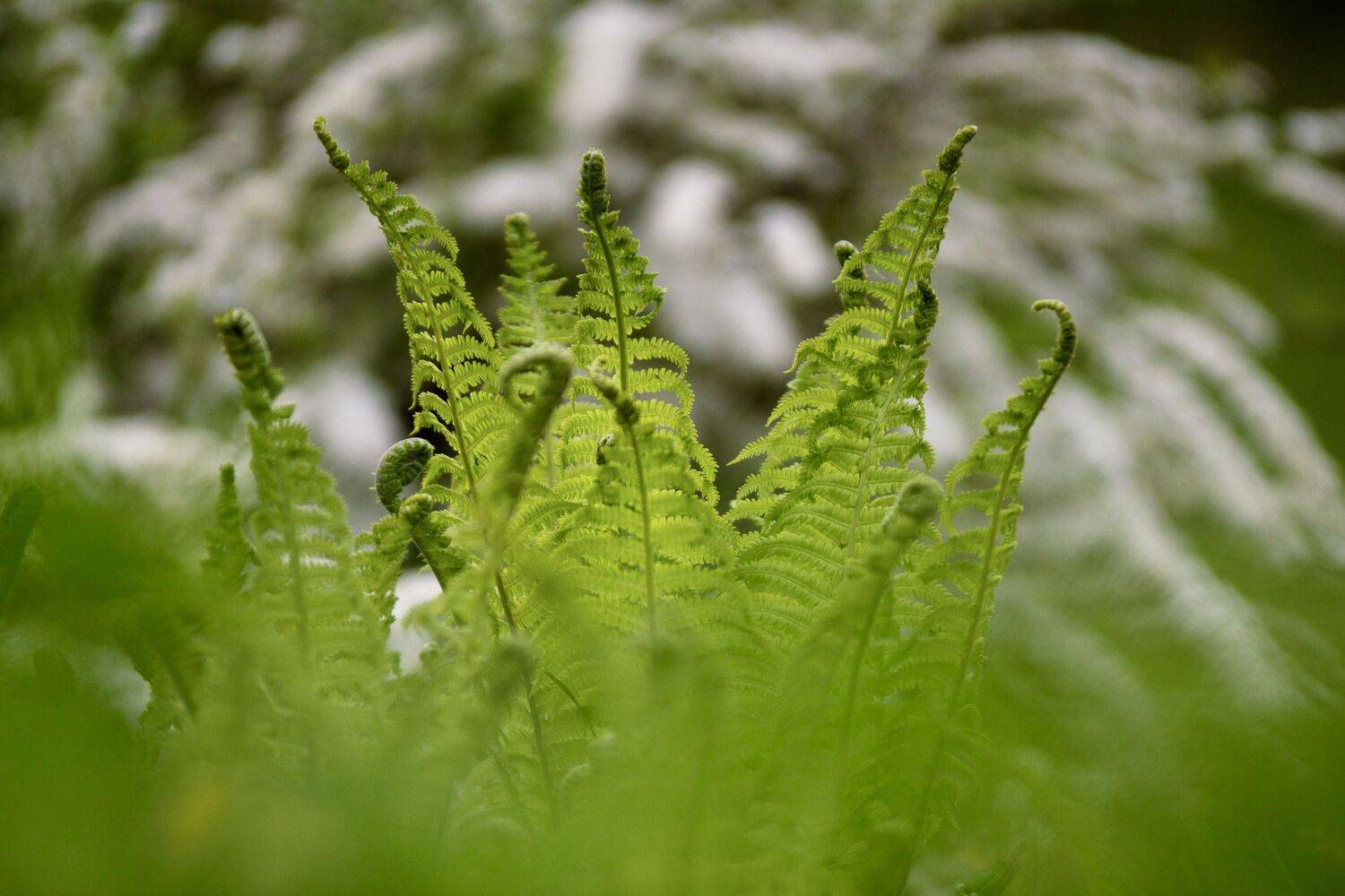 , Сергей Фаренюк