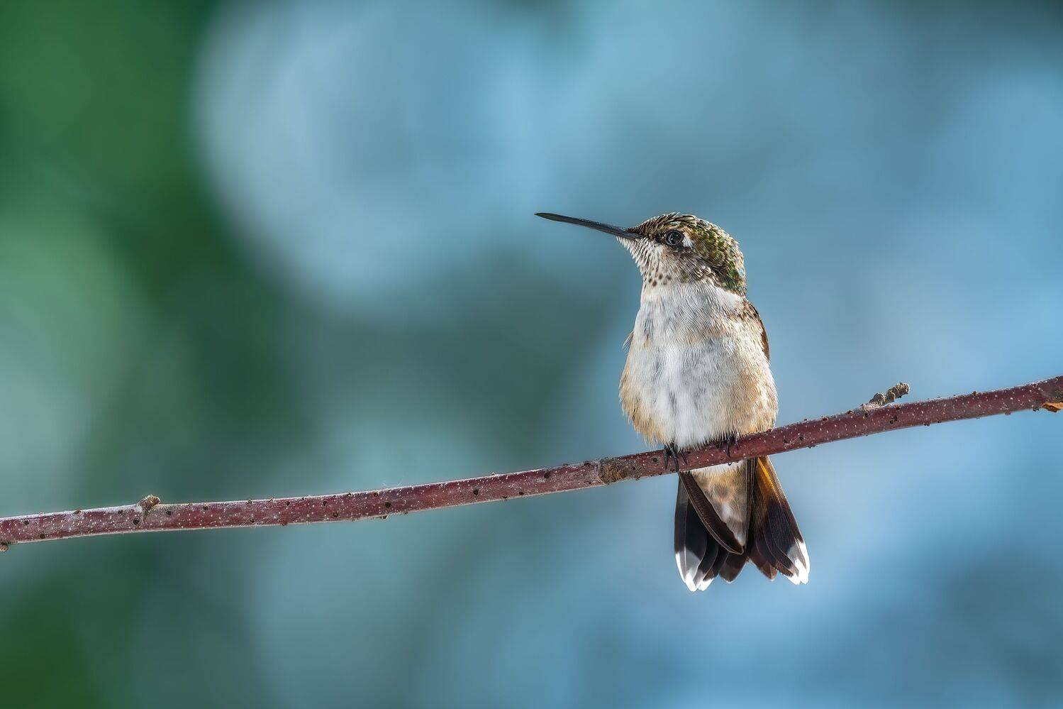 bird, humming, hummingbird, hummingbirds, hummer, rufous, nature, animals, wild, action, dynamic, Atul Saluja
