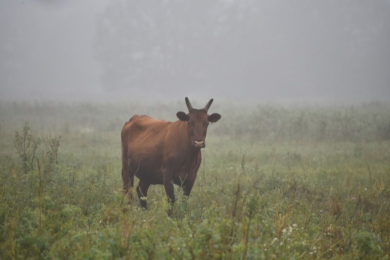 Туманное одиночество фото превью