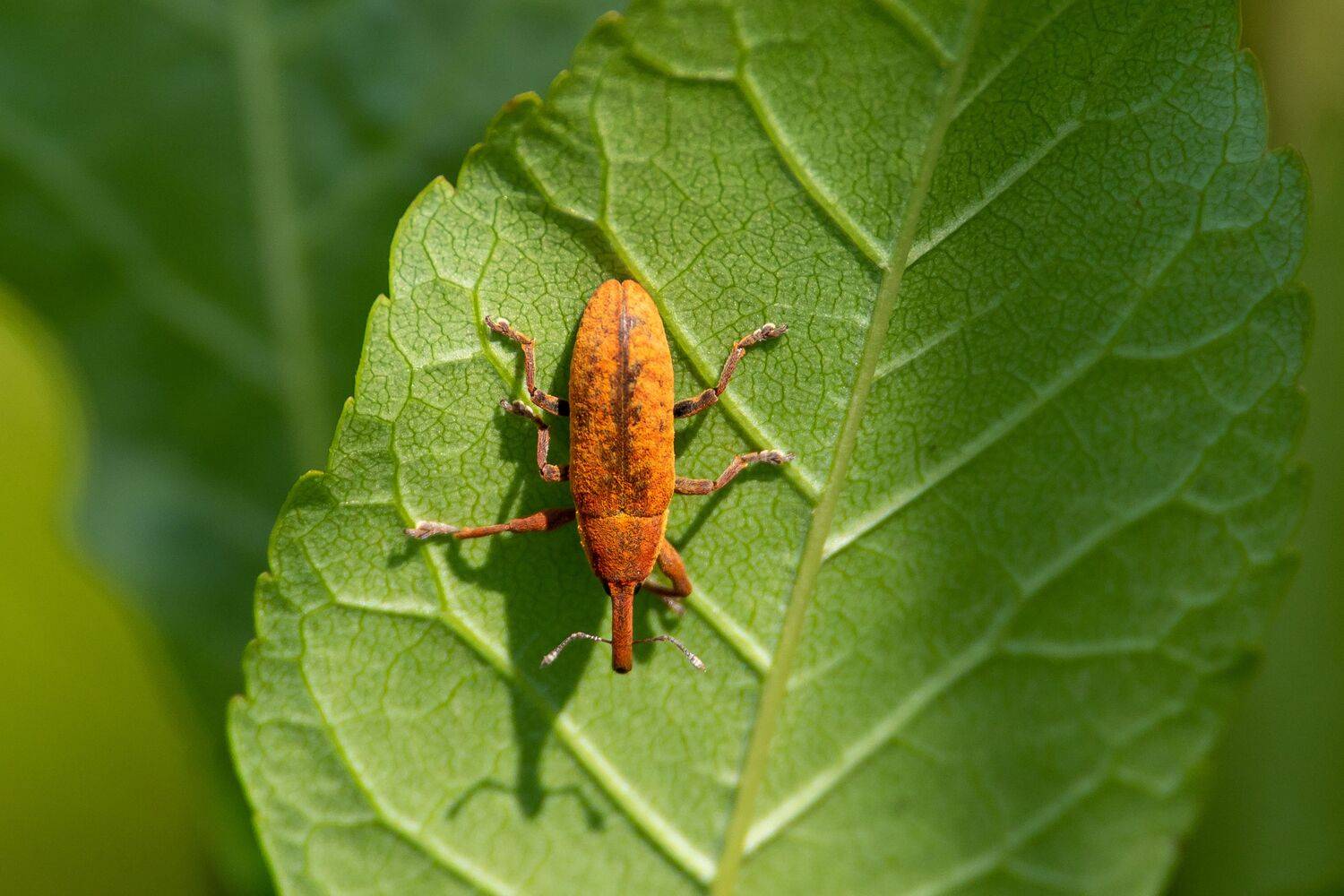 bug, volgograd, russia, wildlife, , Сторчилов Павел