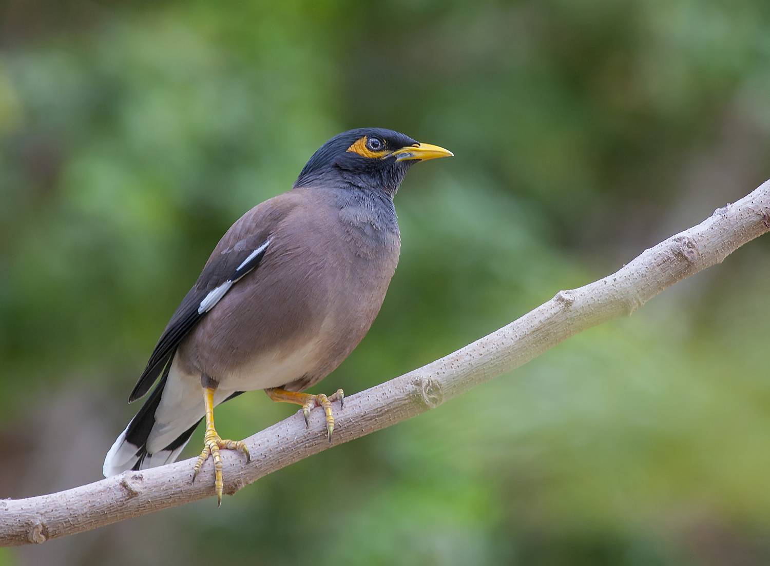 птицы, майна, скворец, Широких Александр