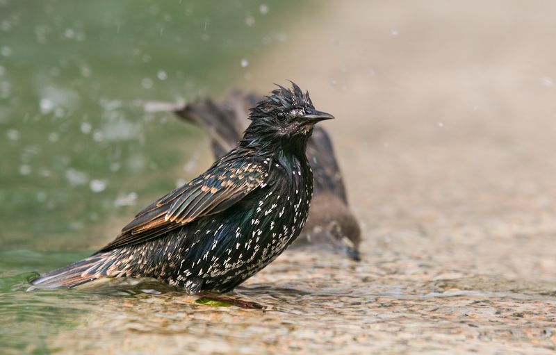 птицы, в, городе Птицы в Городе фото превью