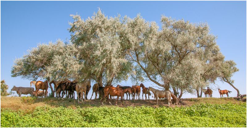 у села  камышово В  ТЕНИ  СЕРЕБРИСТОГО  ЛОХА фото превью