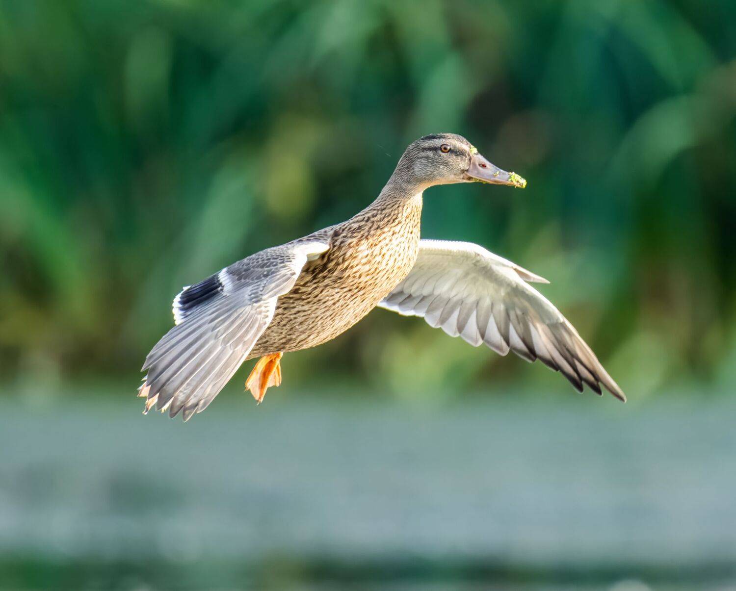 , Дэм Константин