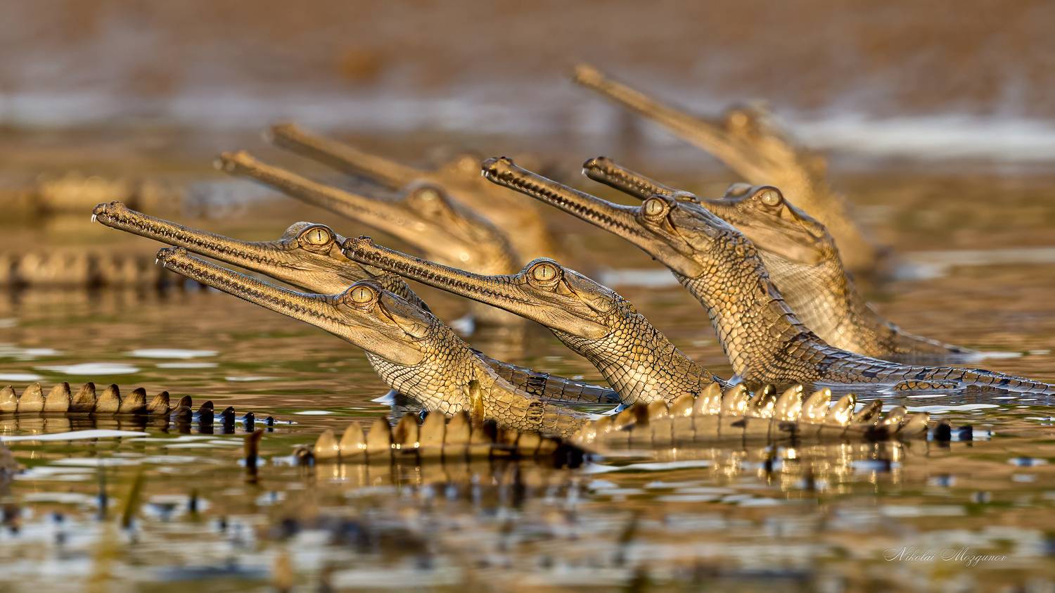 , Николай Мозгунов