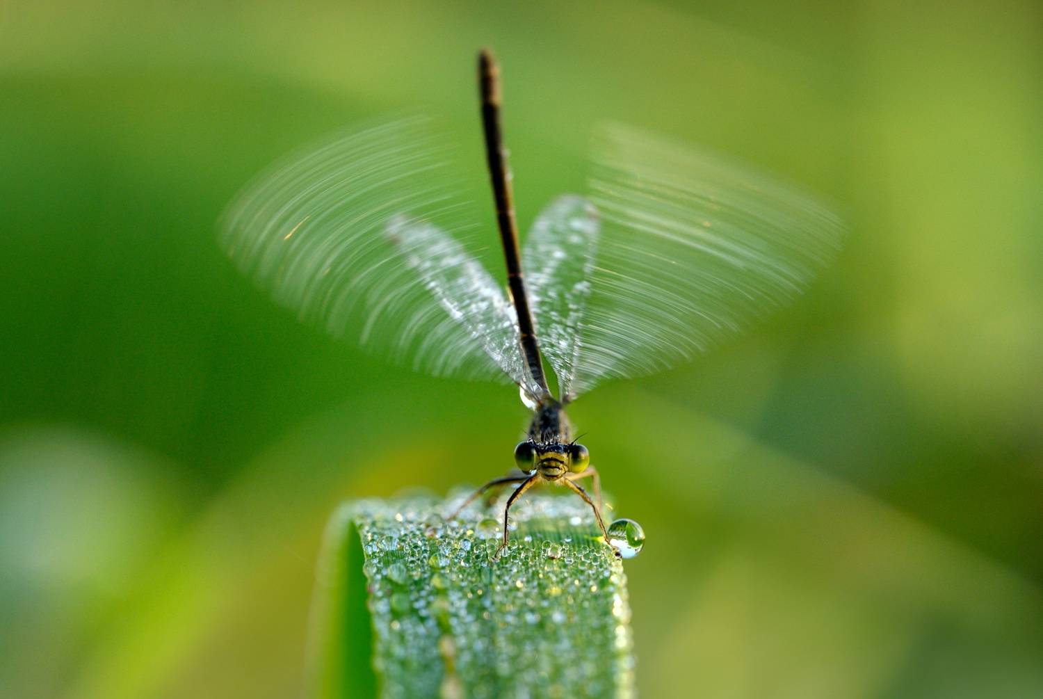 , Николай Никитин