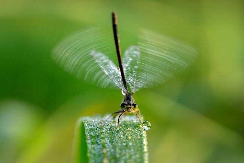*** фото превью