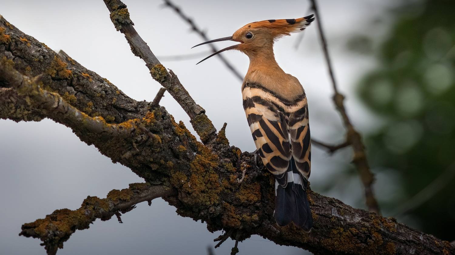 удод, Марат Кучкаев