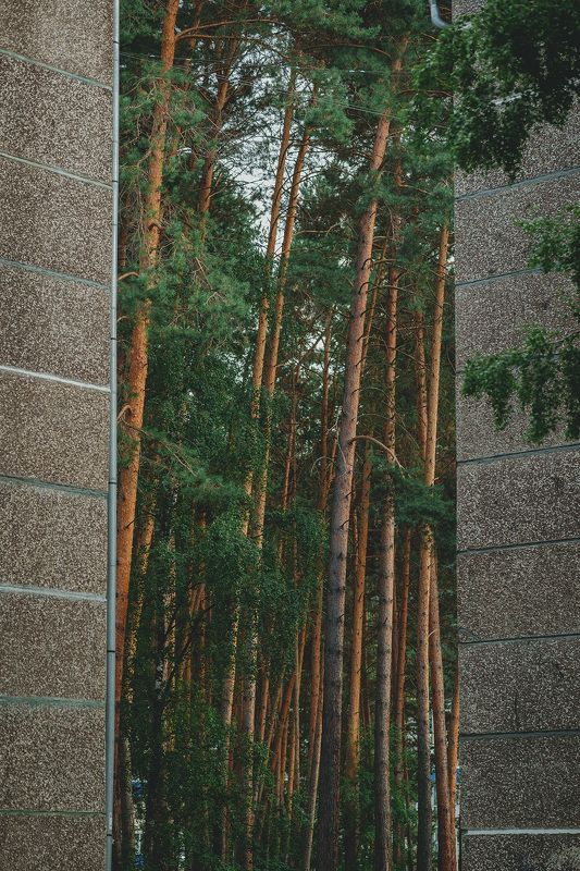 Линии фото превью