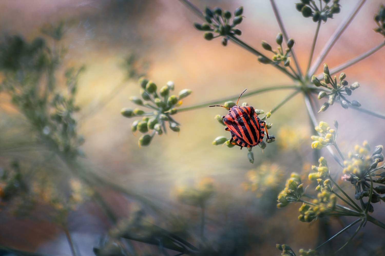 клоп трава природа макро фотография свет цвет фон боке, Еремеев Дмитрий
