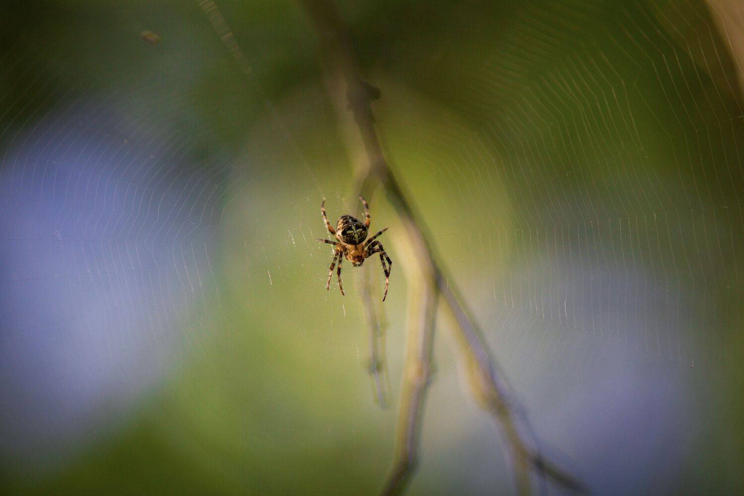 , Сергей Фаренюк