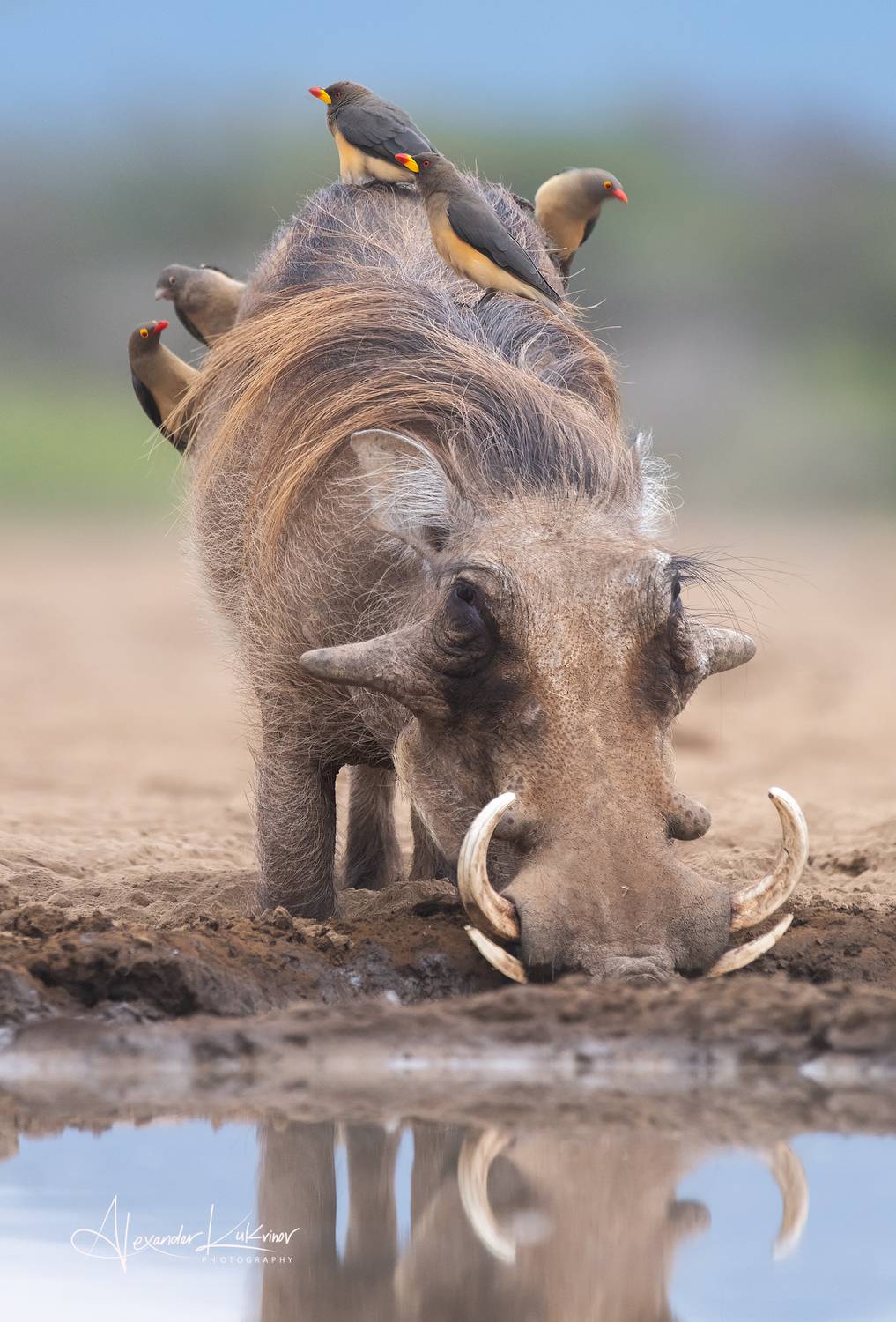 бородавочник,кения,животные, Александр Кукринов