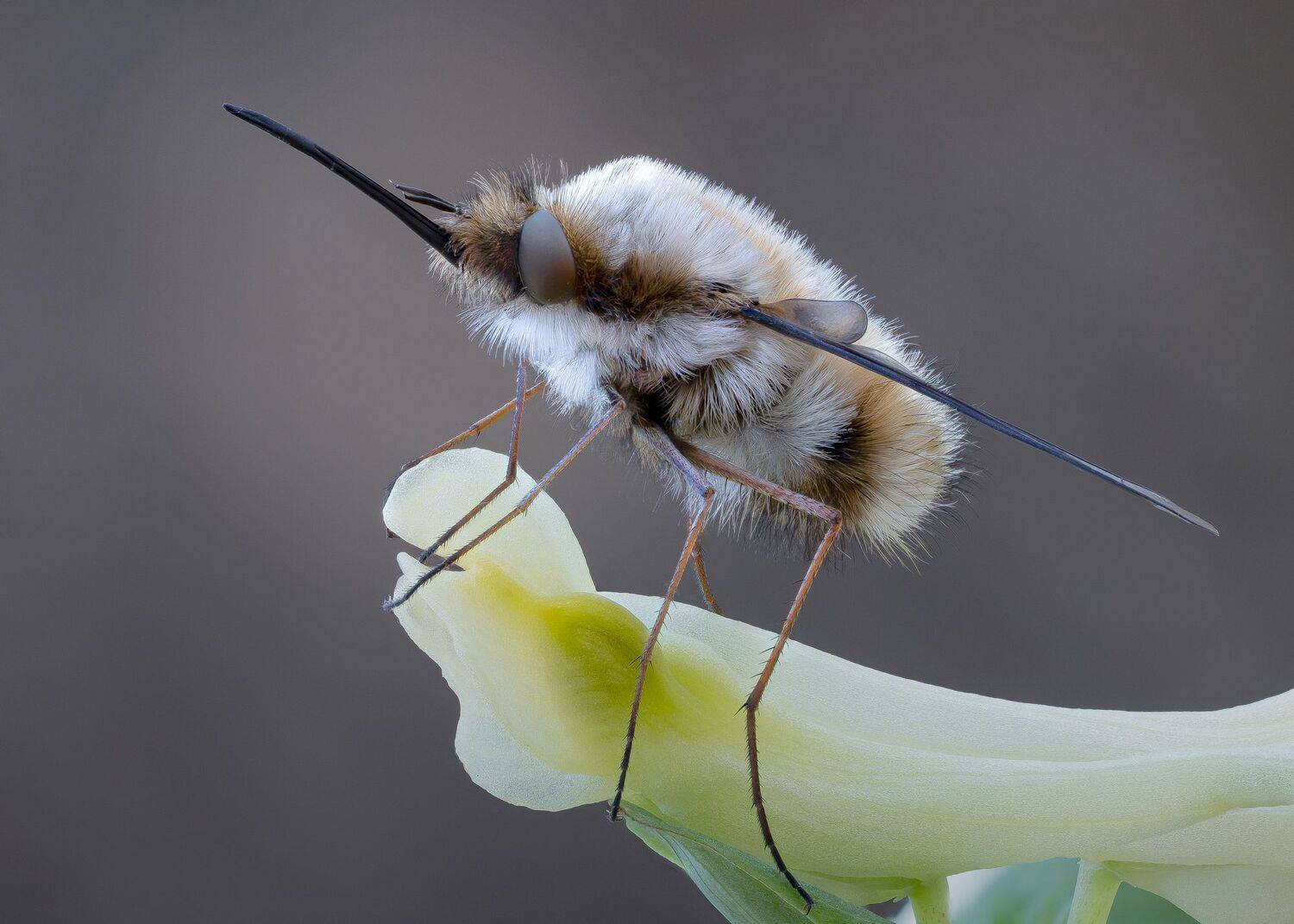 , Кузнецов Дмитрий