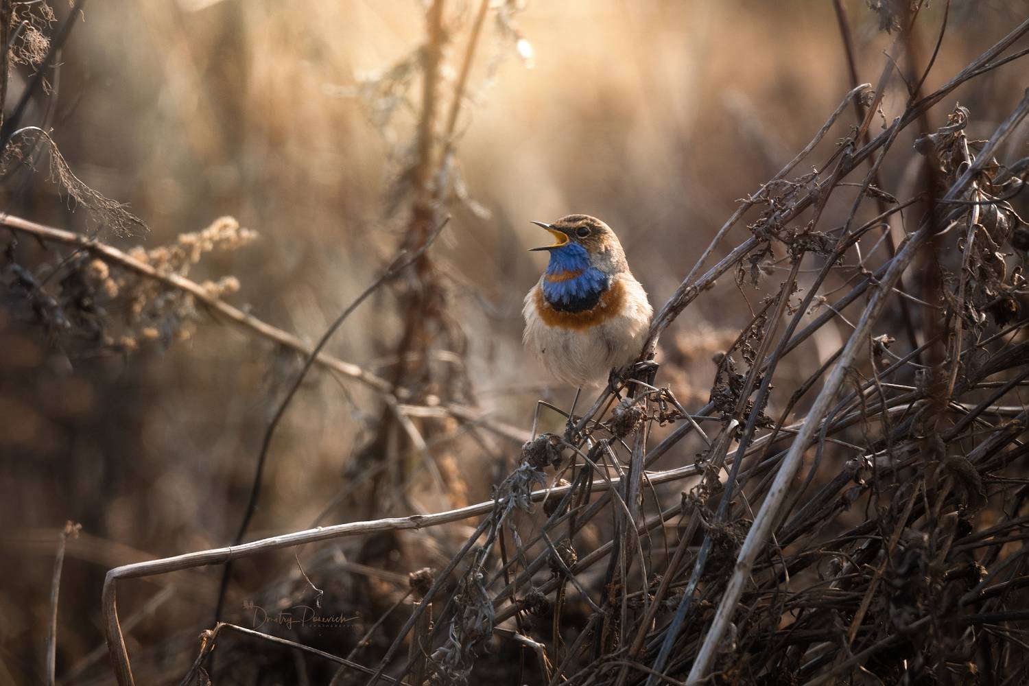 природа, лес, поля, огороды, животные, птицы, макро, Посевич Дмитрий