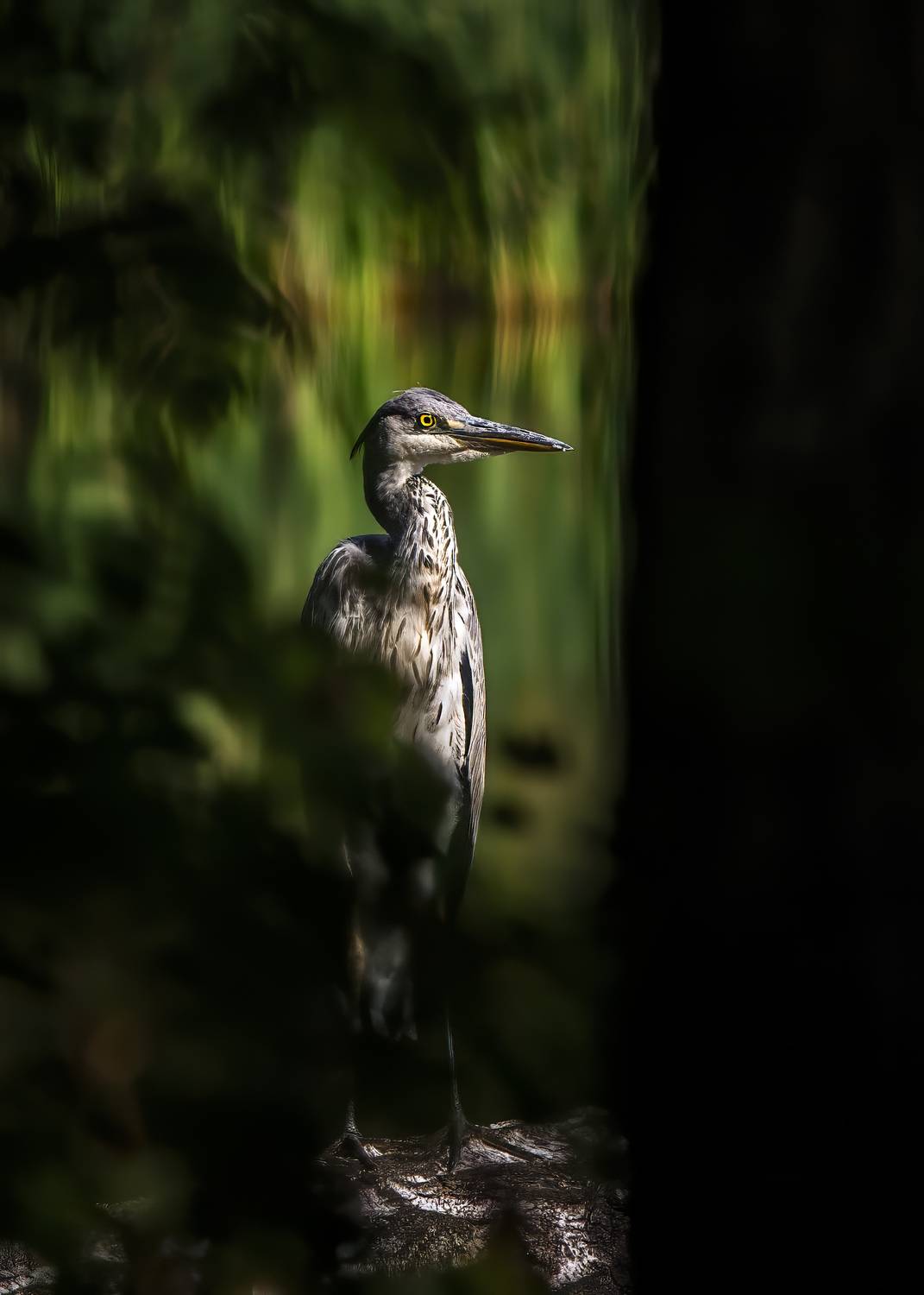 Серая Цапля, Пронин Денис