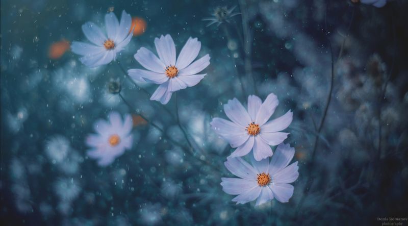 *** фото превью