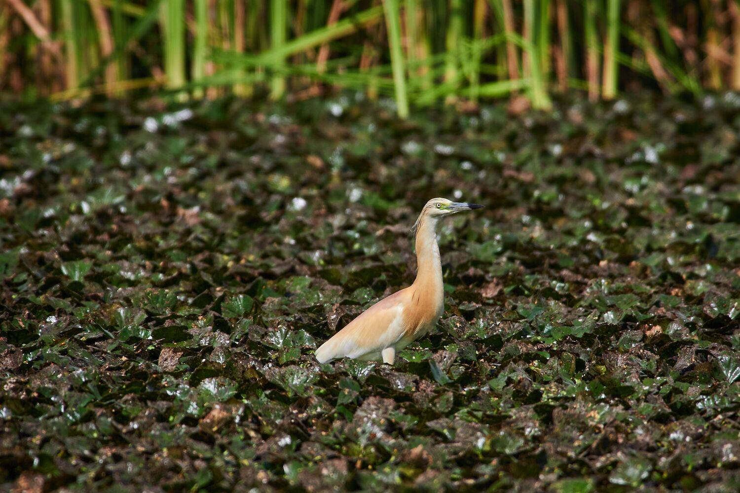 bird, birds, birdswatching, volgograd, russia, wildlife, Ardeola ralloides, , Сторчилов Павел