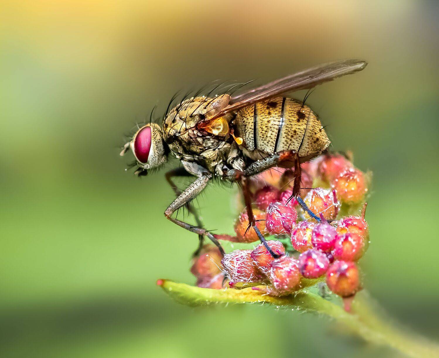 fly, insect, leaf, tiger fly, macro, bug, nature wild, robber fly, robber,, Atul Saluja