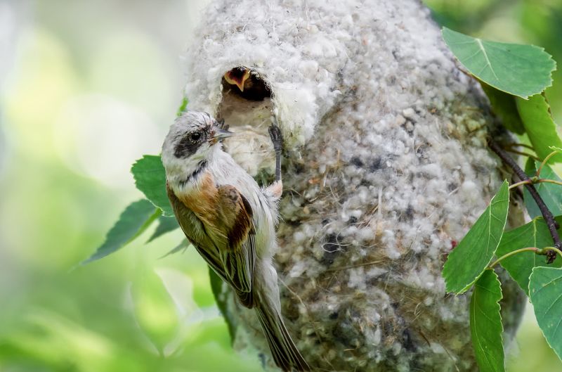 птица, ремез, гнездо, заботы, ремез .. фото превью