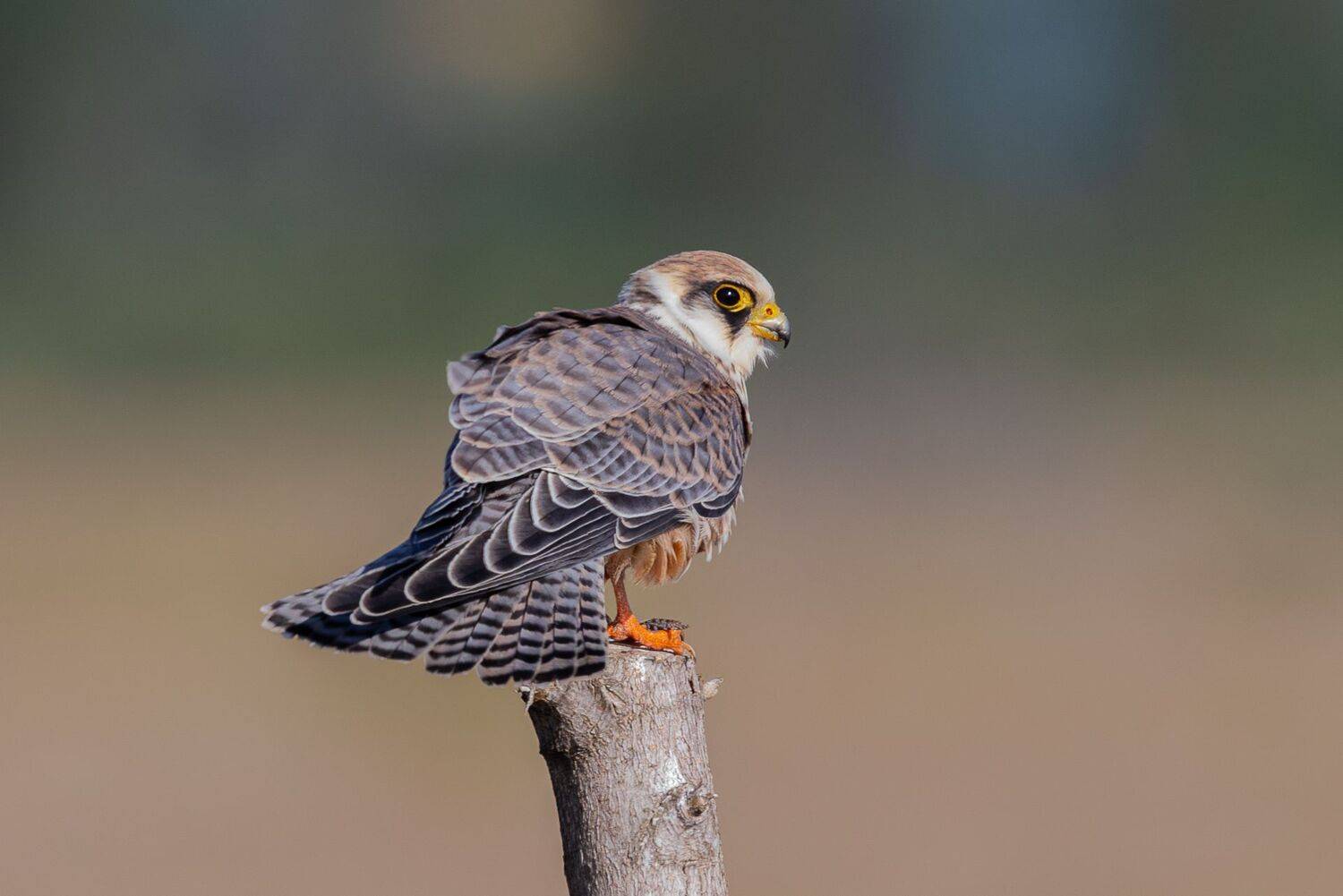 , Гильманов Артур