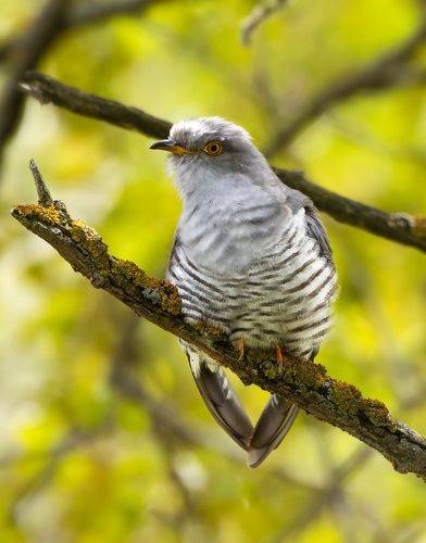 Кукушка (Cuculus canorus).