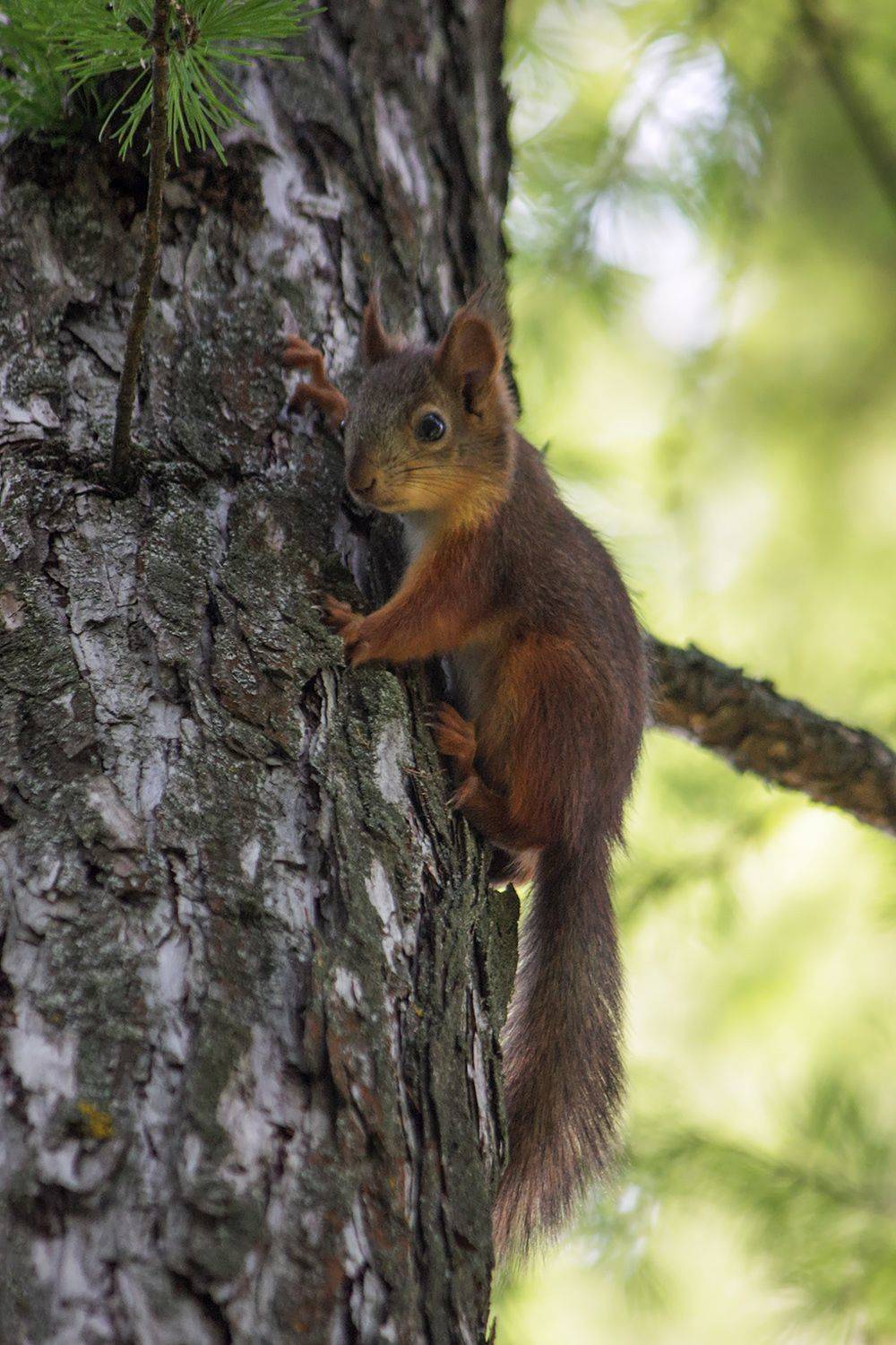 белка, КарОл
