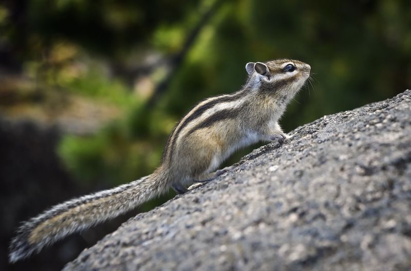 местные жители... фото превью