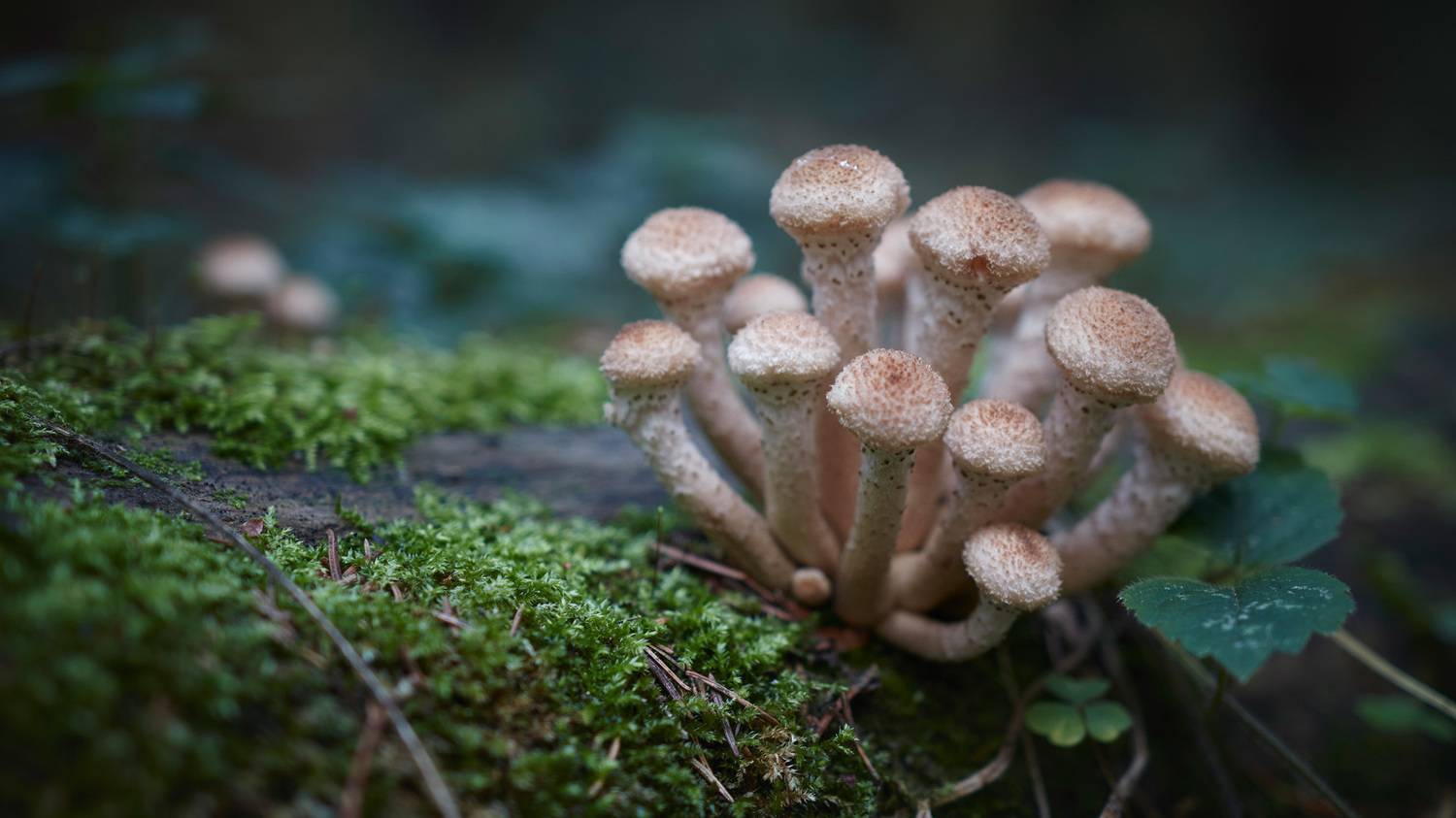 грибы, лес, Валерий Вождаев