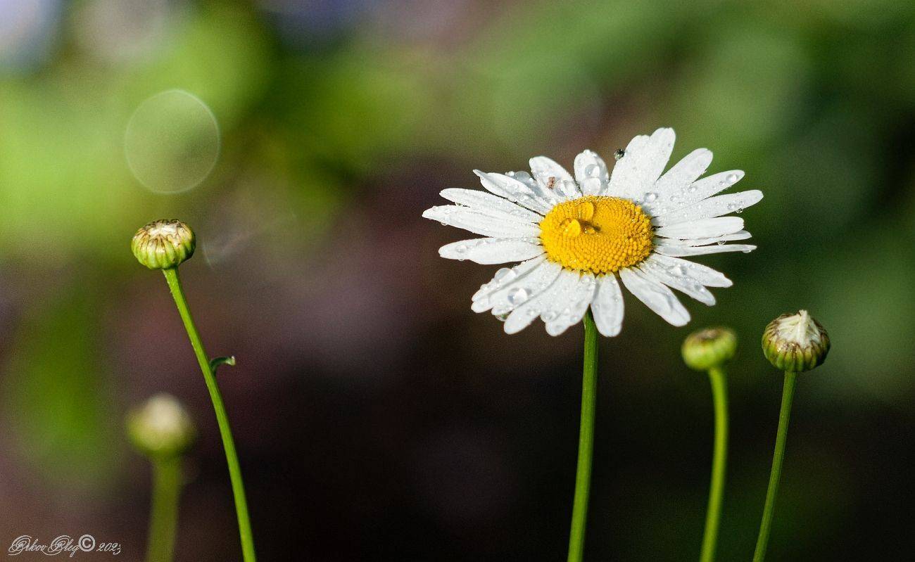 , Орлов Олег