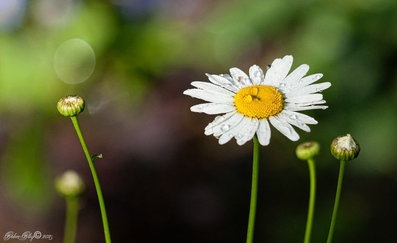 *** фото превью