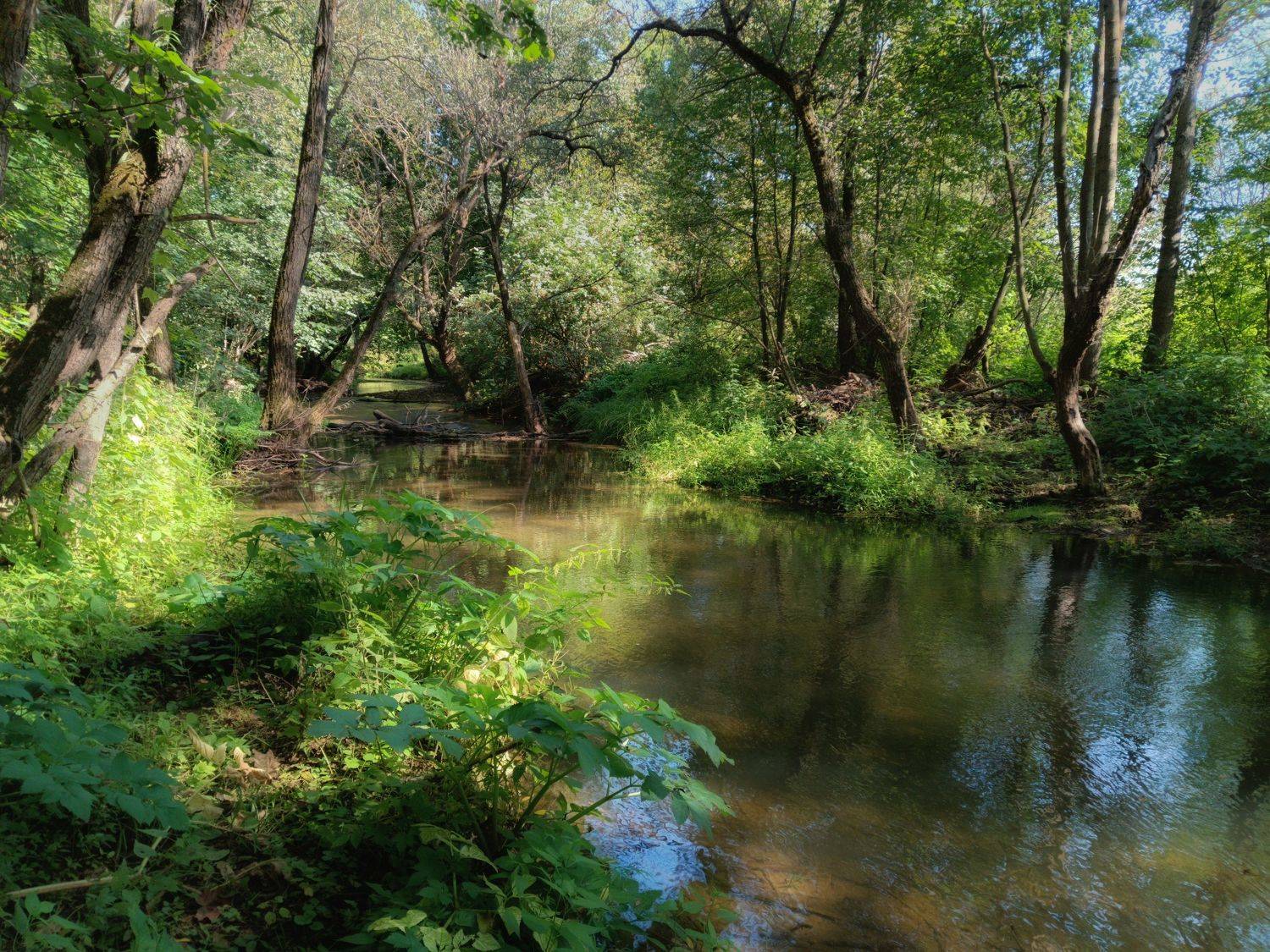 , Светлана Кондрашова