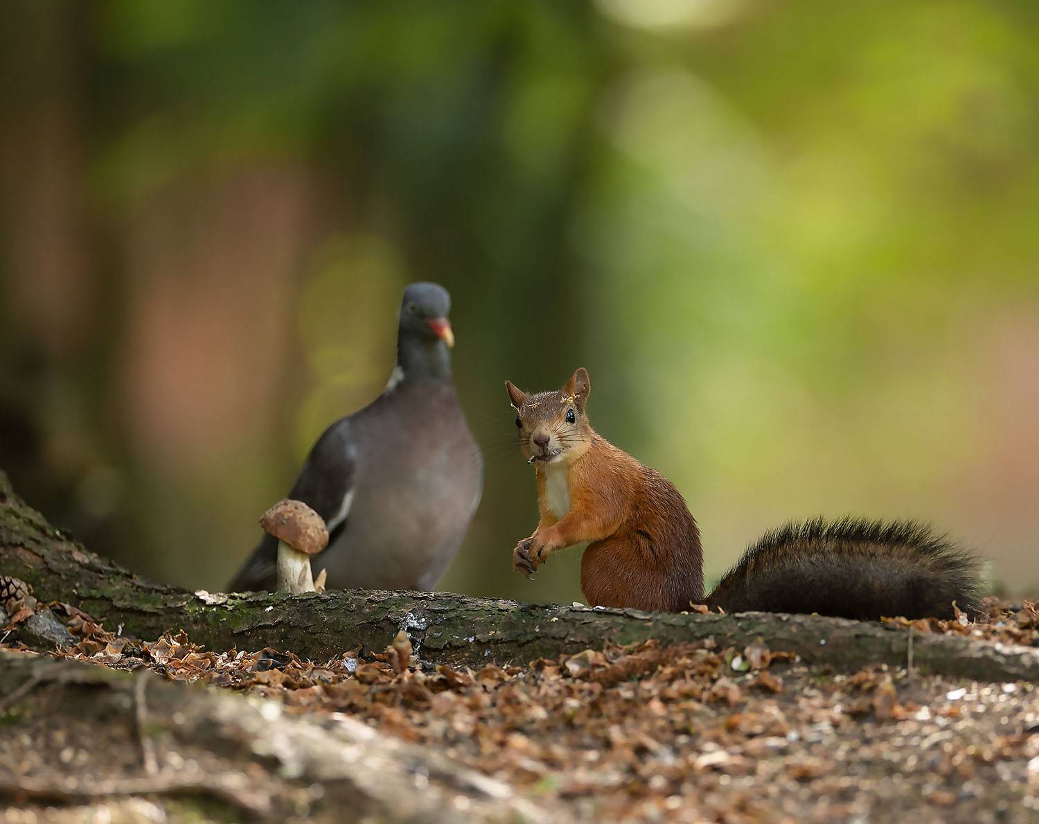 белка,вяхирь ,красота, лес,squirrel,bird ,beautiful, forest, nature, Стукалова Юлия