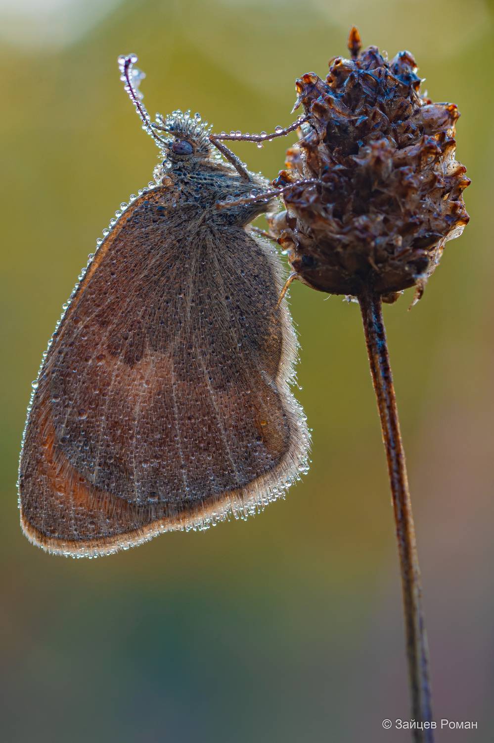 , Роман Зайцев