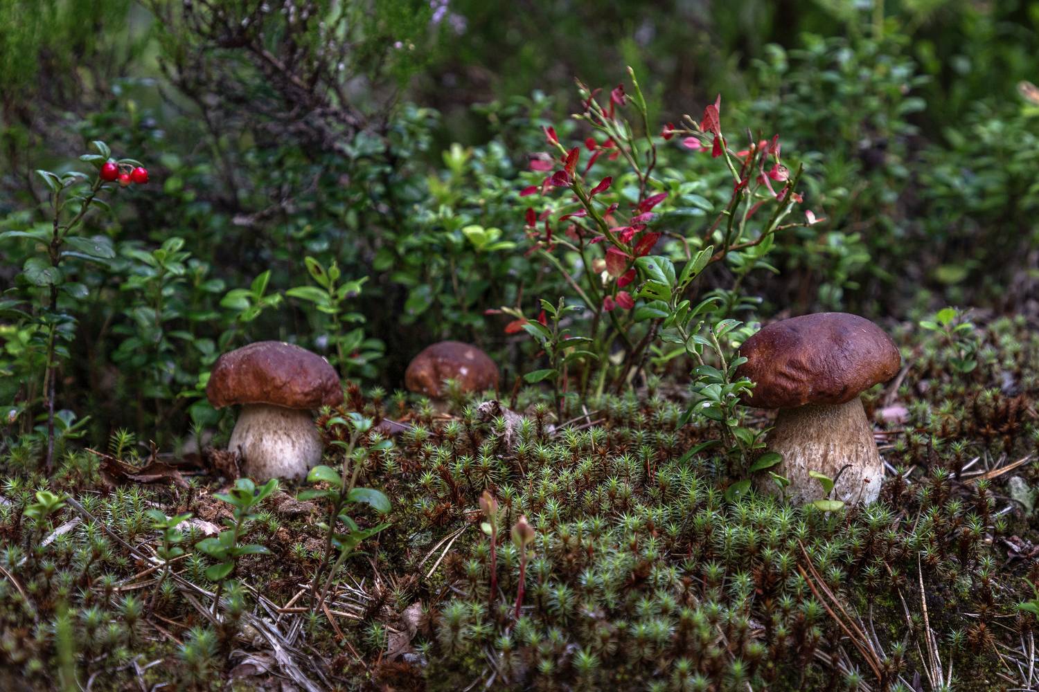 Тверская область, Елена Гусева