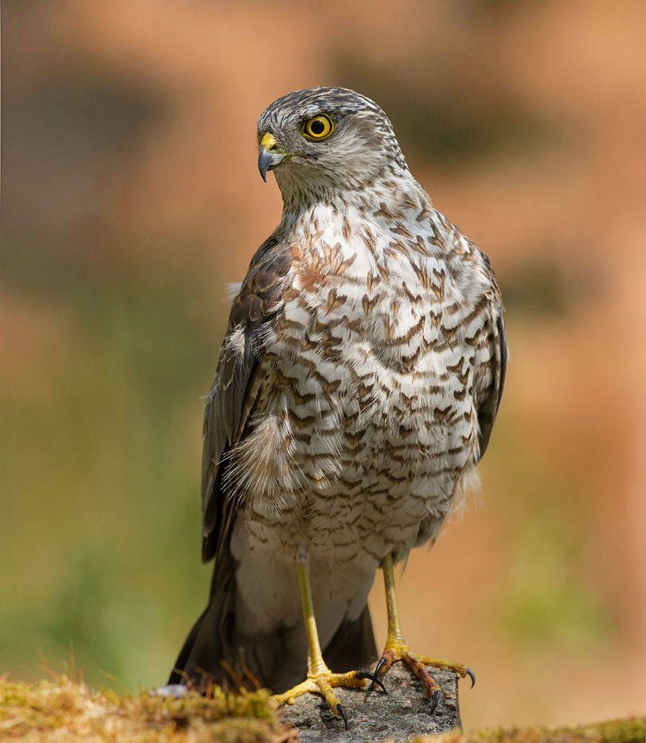 ястреб,перепелятник,бор,, Иван