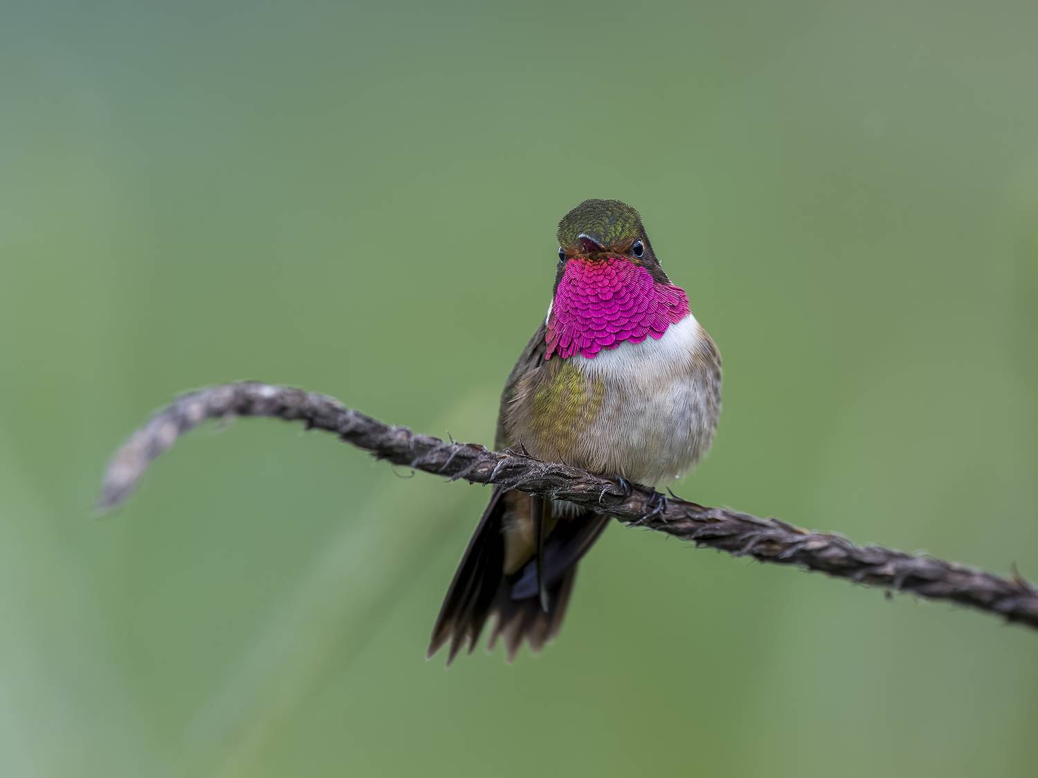 , Burgalin Sequeira Fernando