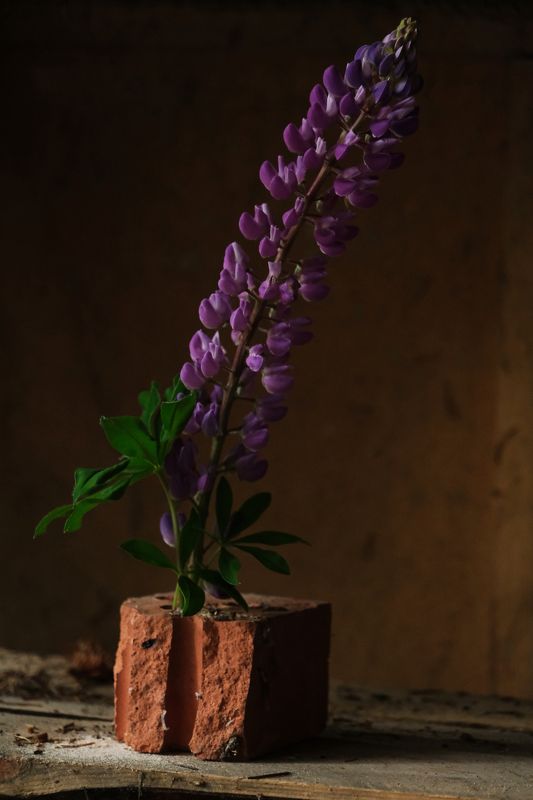 Фиолетовый фото превью