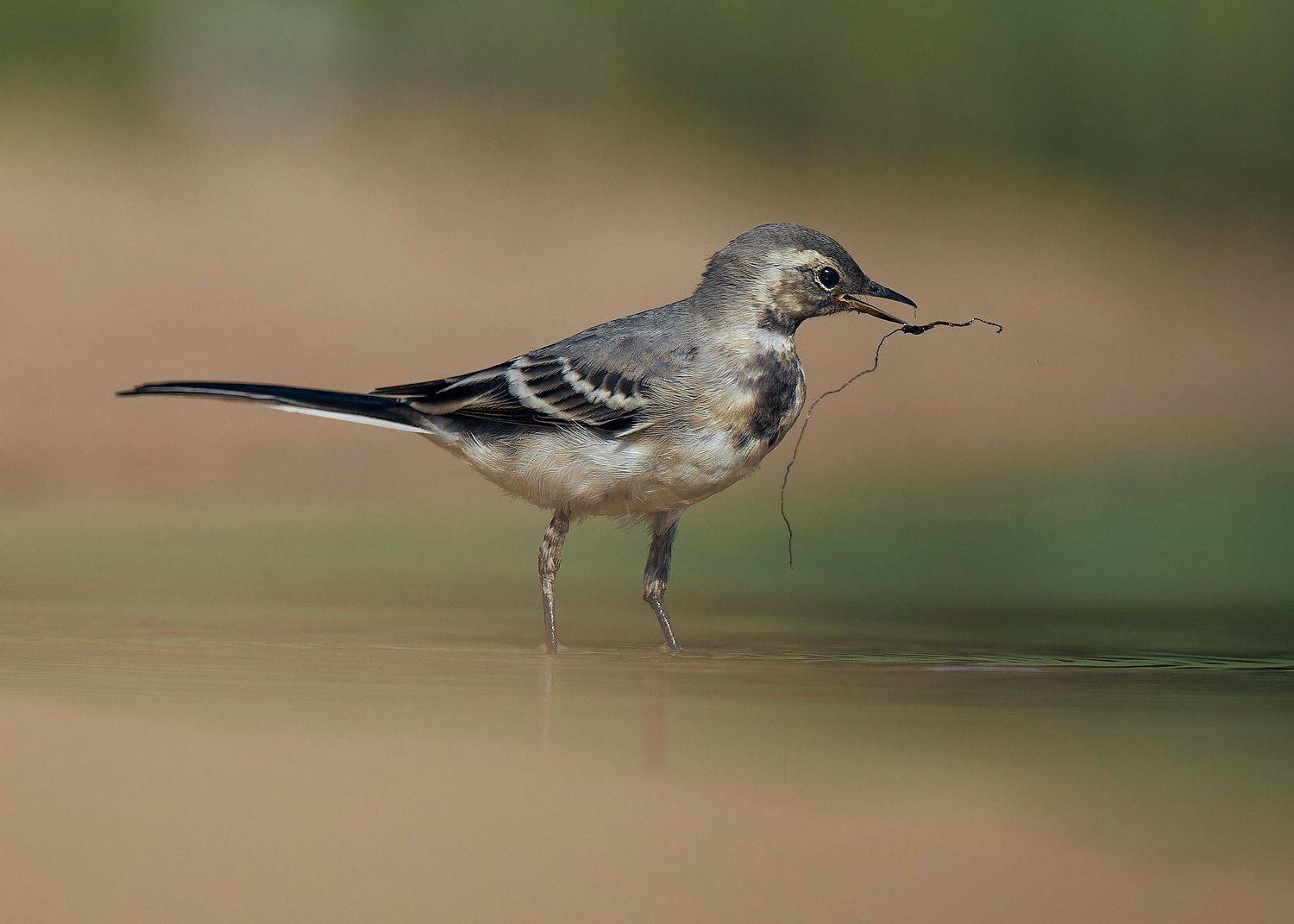 трясогузка белая птица у воды, Mikhail Khmelevskiy
