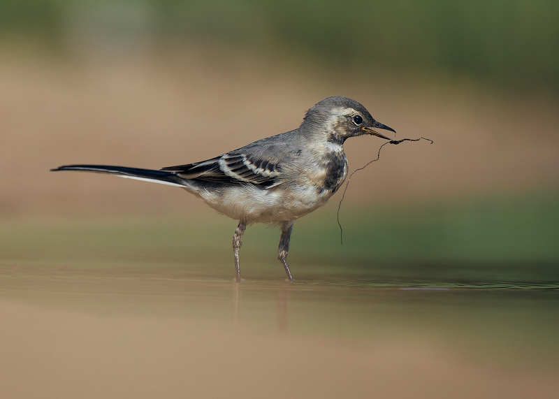 трясогузка белая птица у воды Трясогузка белая фото превью