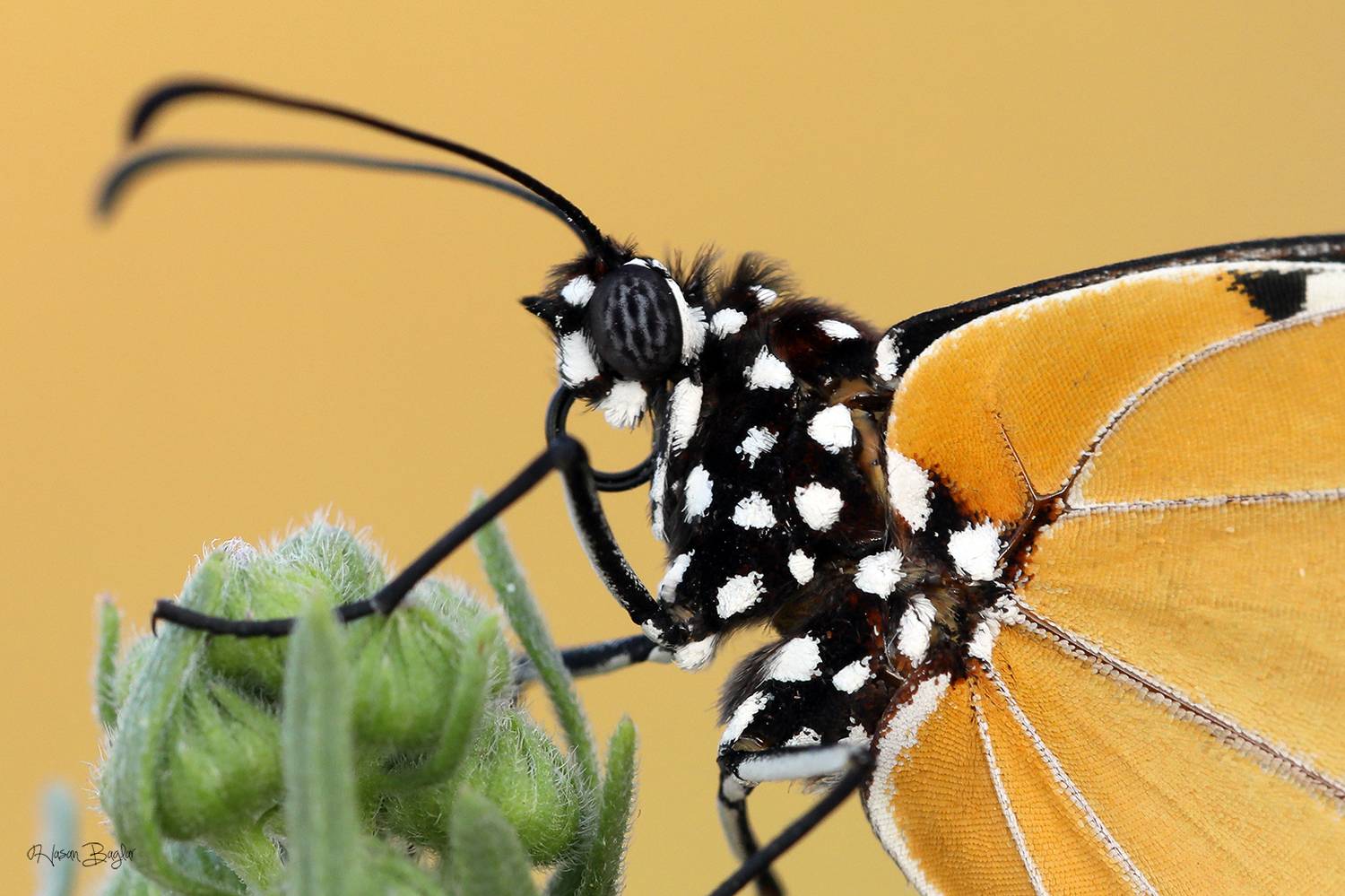 #butterfliesofcyprus #macro #butterflies #insect #cyprus, Baglar Hasan
