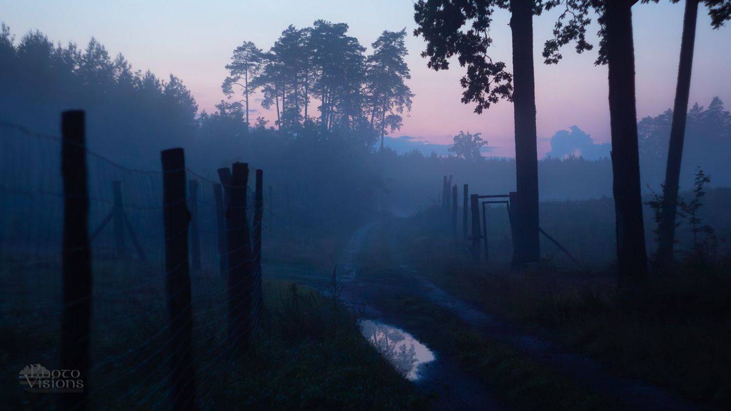 forest,woodland,fog,foggy,trees,nature,woods,evening,dark,, Photo Visions