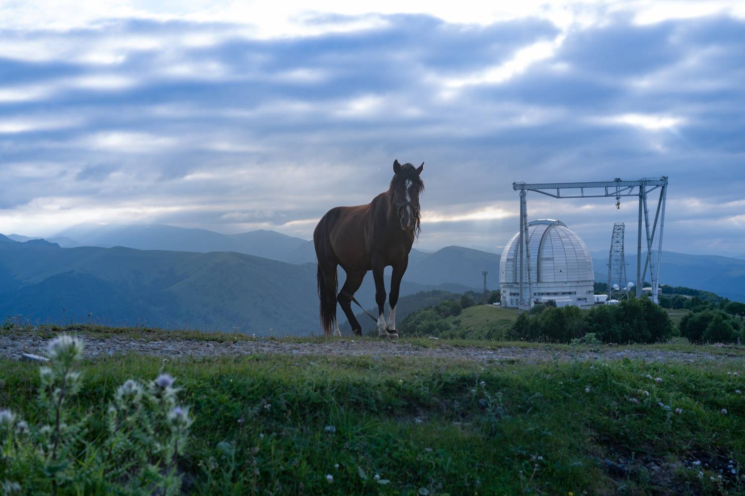 , Елена Ермолина