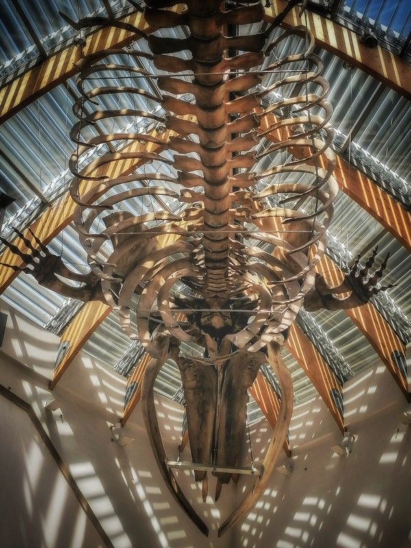 Bones and lights фото превью