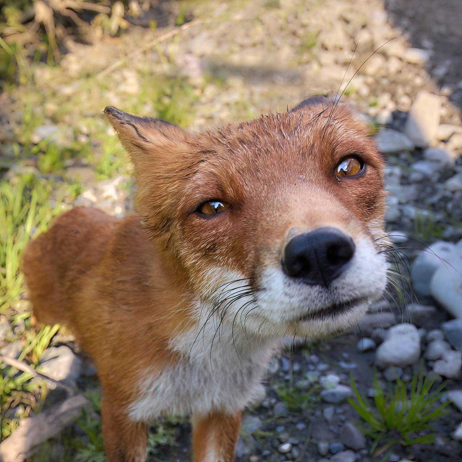 лис, Mikhaylov Mikhail