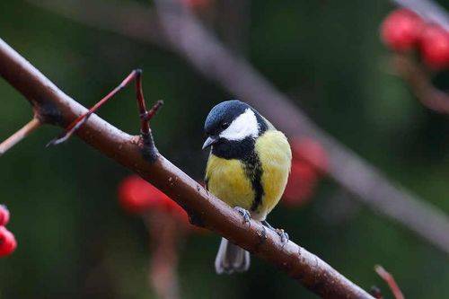 Parus major