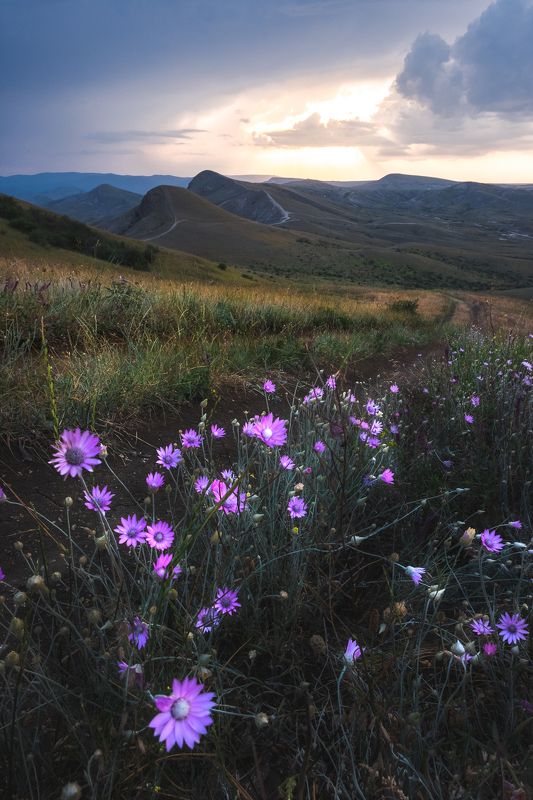 Придорожные цветы фото превью
