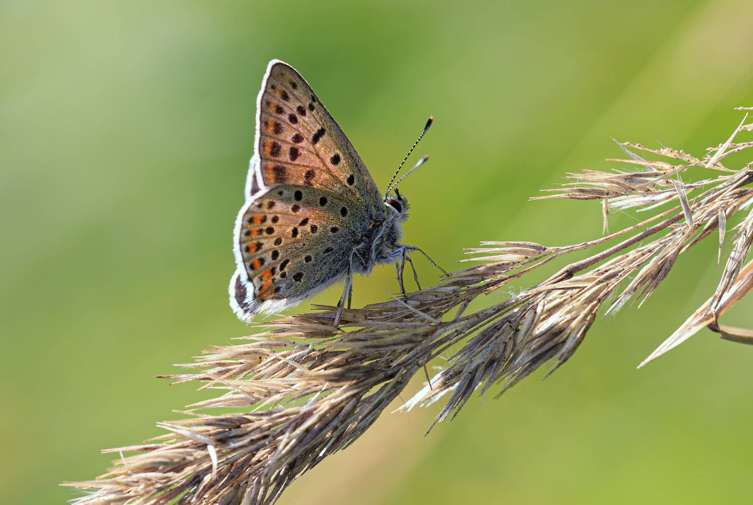 насекомые, бабочка, голубянка, червонец, бурый, лето, август, Борис Новиков