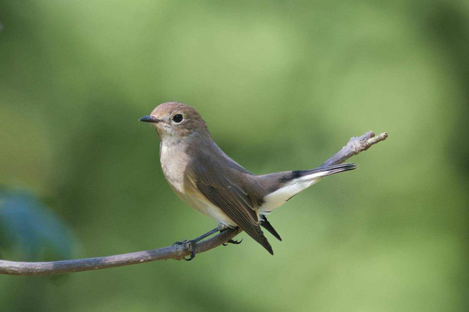 , Большаков Алексей