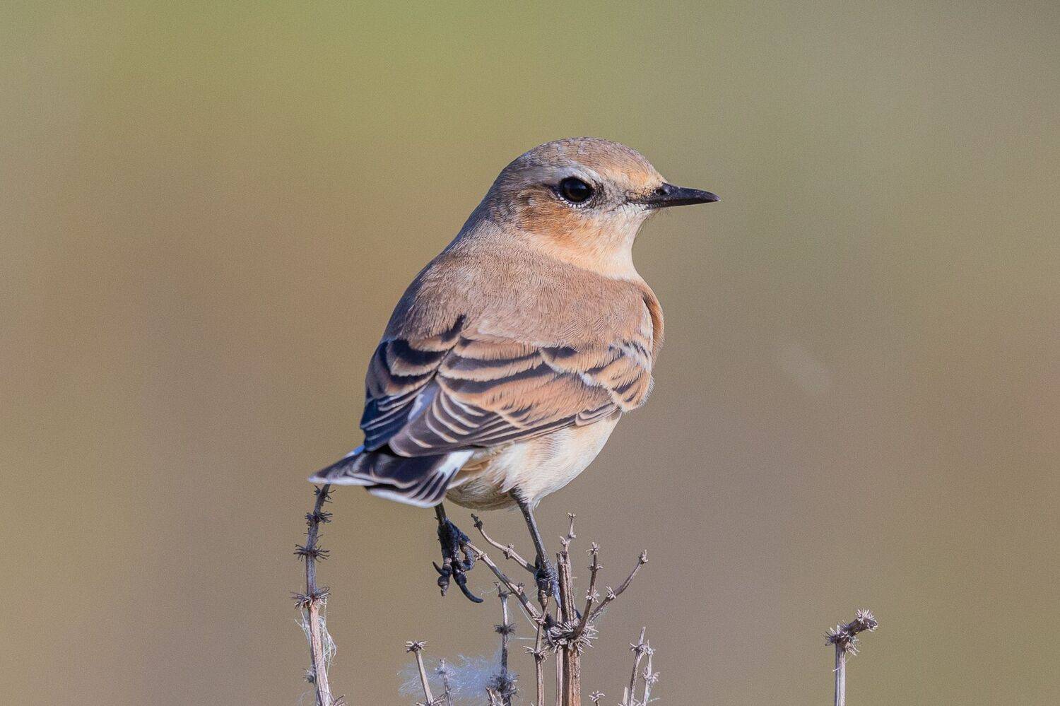 , Гильманов Артур