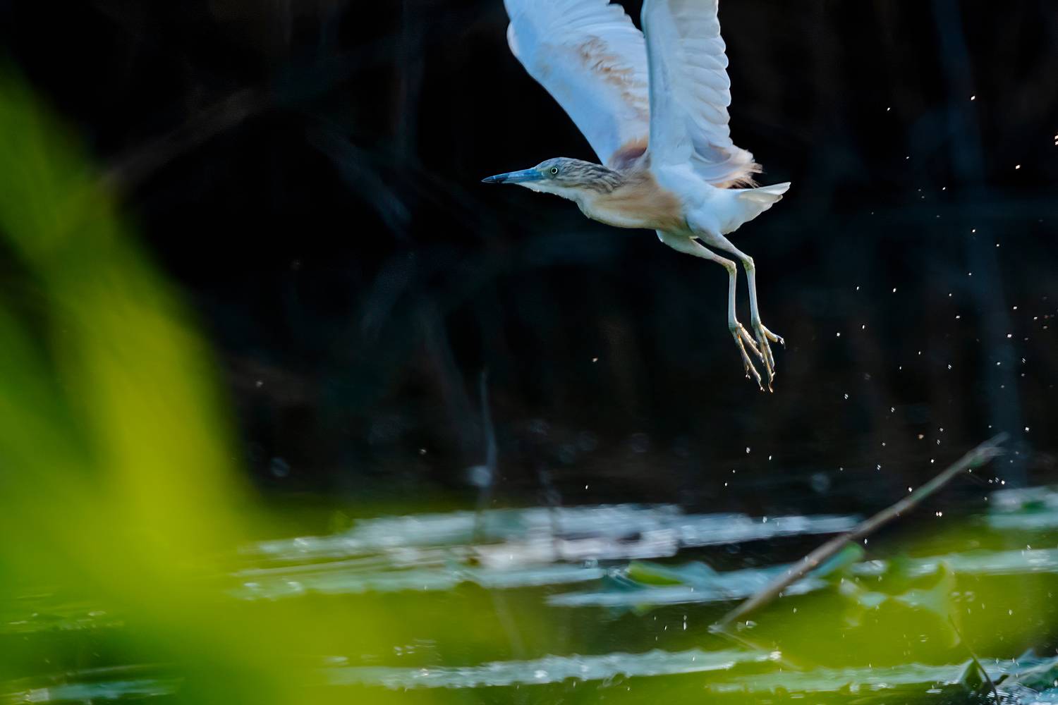 вечерний, полет, Алексей Рыльский